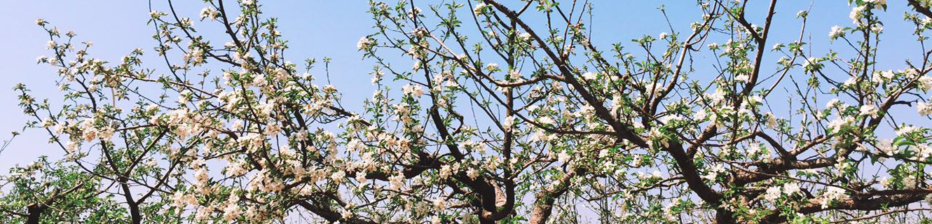 大連金穗農業科技園有限公司